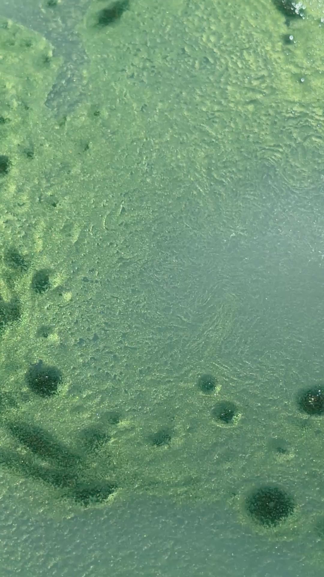 Bath Puck